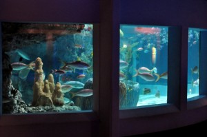 mystic aquarium fish tank