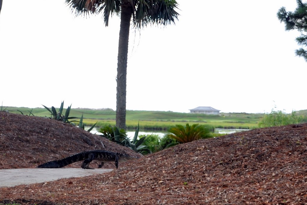 kiawah island alligator
