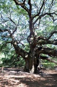 angel oak