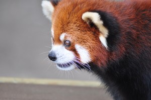 roger williams park zoo