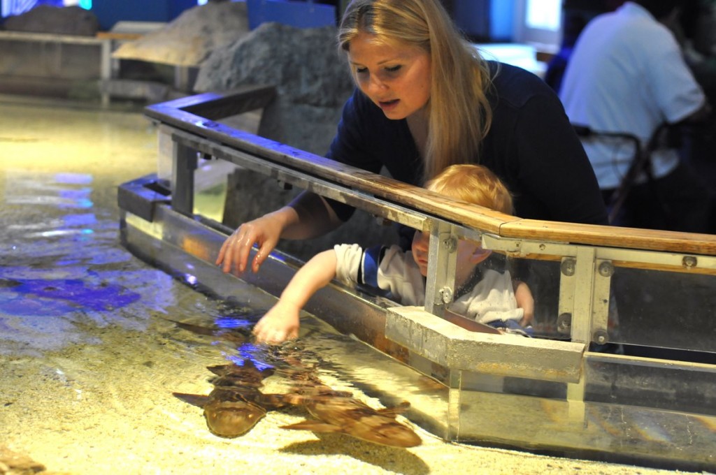 the 5 best memberships for families in southeastern connecticut mystic aquarium
