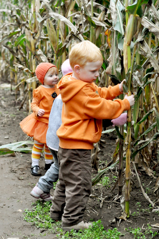 buttonwood farms corn maze 2012