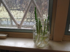 regrowing green onions