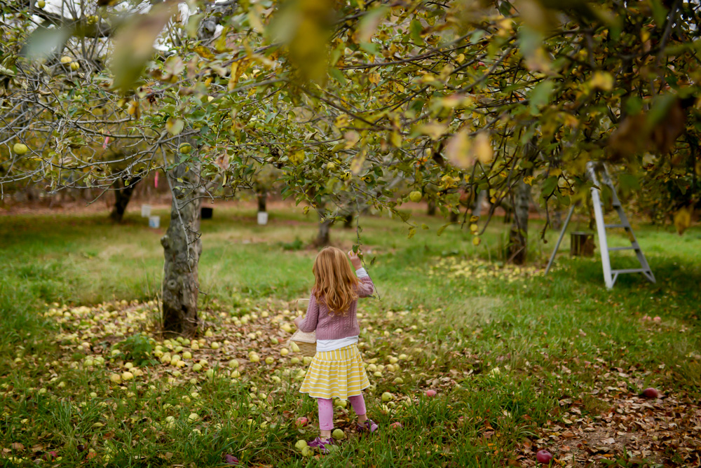 apple picking 2015-18