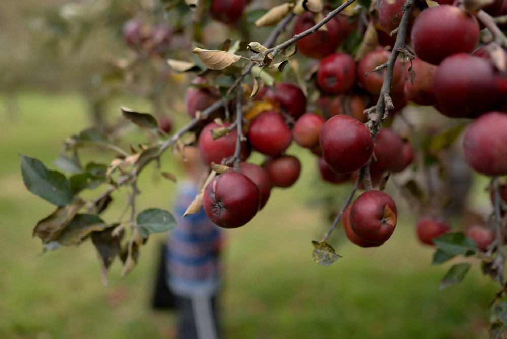 apple picking 2015-6
