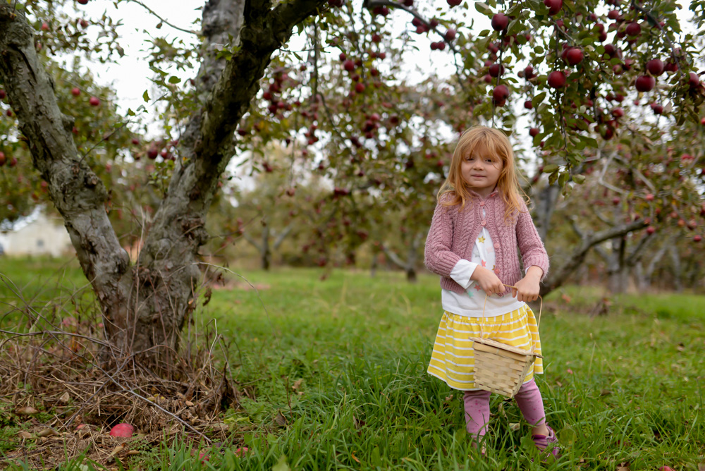 apple picking 2015-7