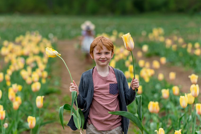 wicked tulips tulip farm photos