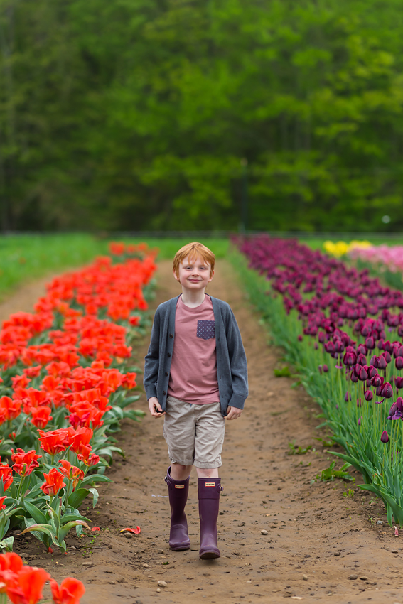 wicked tulips tulip farm photos